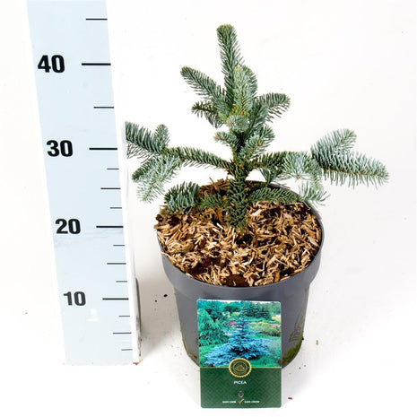 Abies procera 'Glauca'