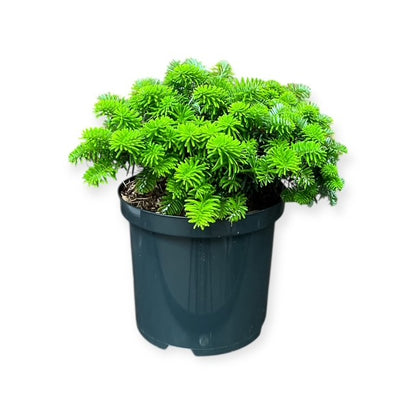 Abies koreana &