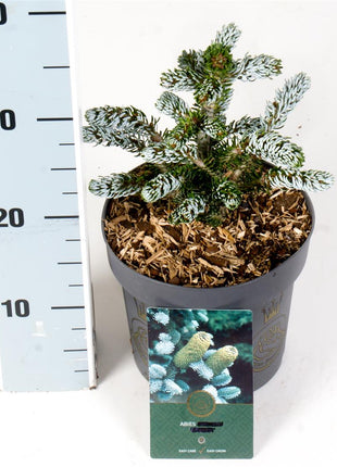 Abies koreana 'Kohout's Icebreaker'