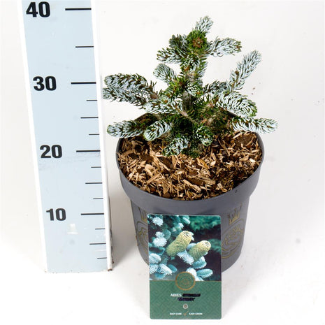 Abies koreana 'Kohout's Icebreaker'