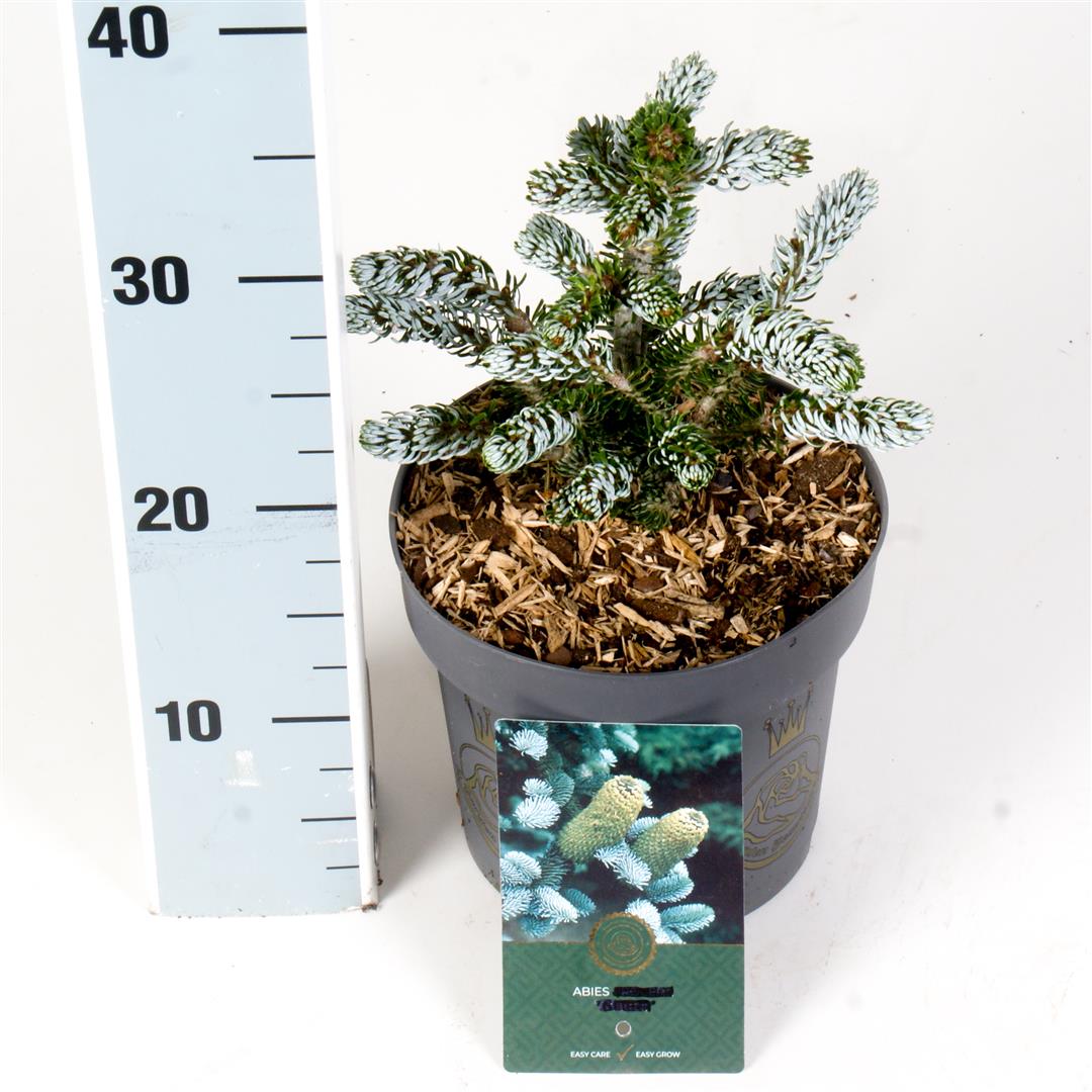 Abies koreana &