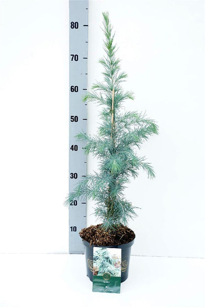 Cedrus deodara C2,5 (2,5 liters kruka) 30-40 cm