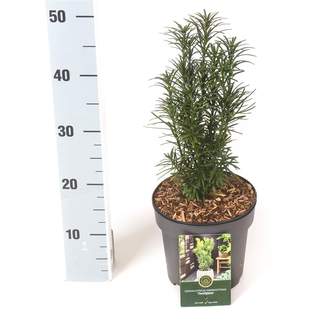 Cephalotaxus h. &
