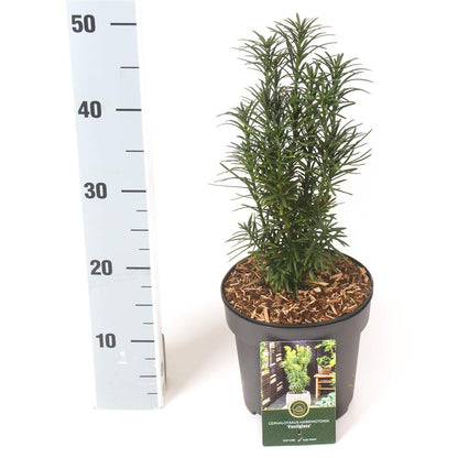 Cephalotaxus h. &