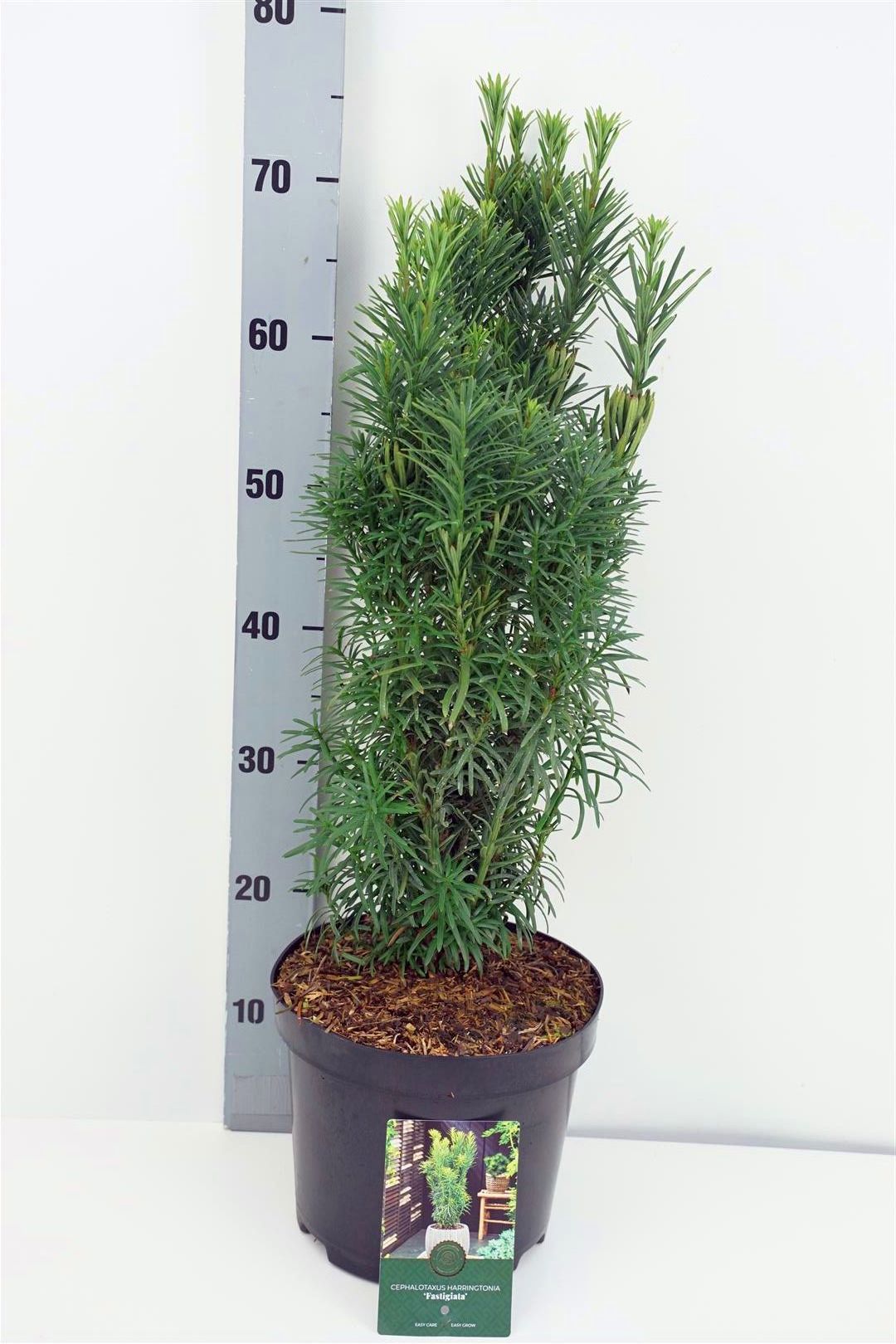 Cephalotaxus h. &