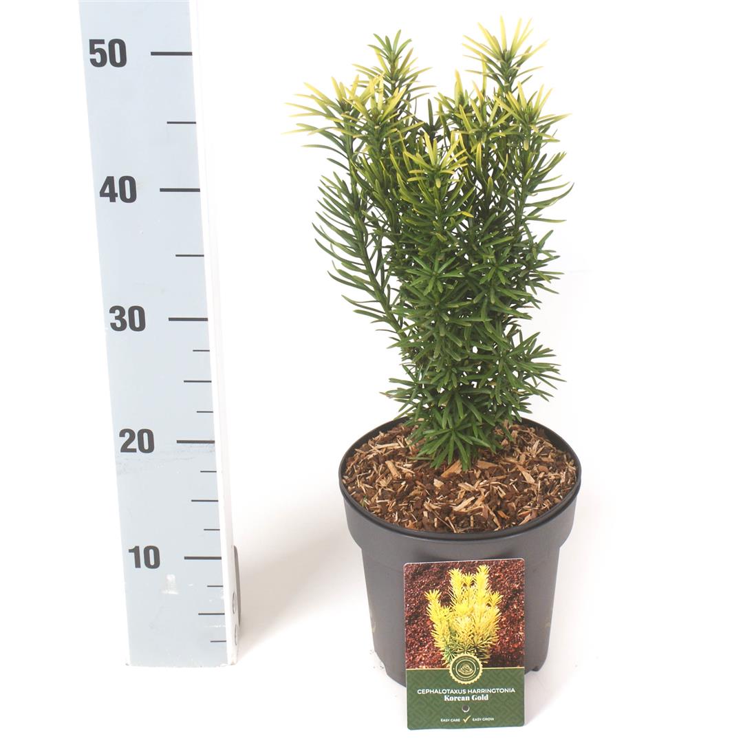 Cephalotaxus h. &