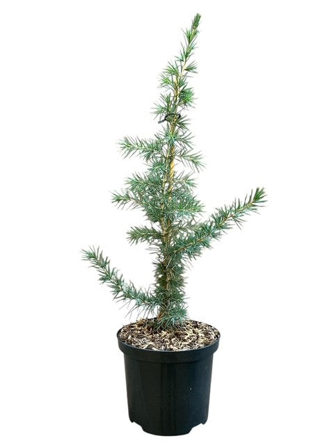 Cedrus libani C2,5 (2,5 liters kruka) 40-50 cm