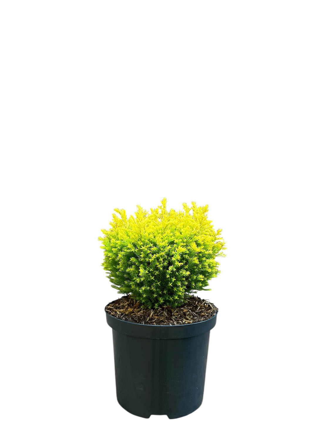 Ädelcypress l. &