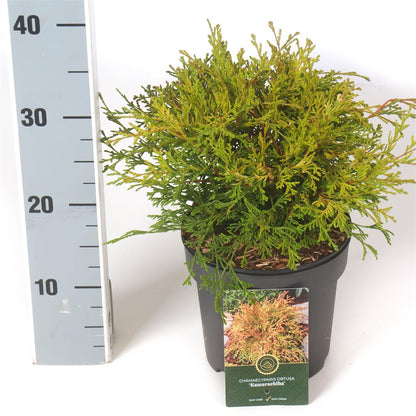 Chamaecyparis obtusa &