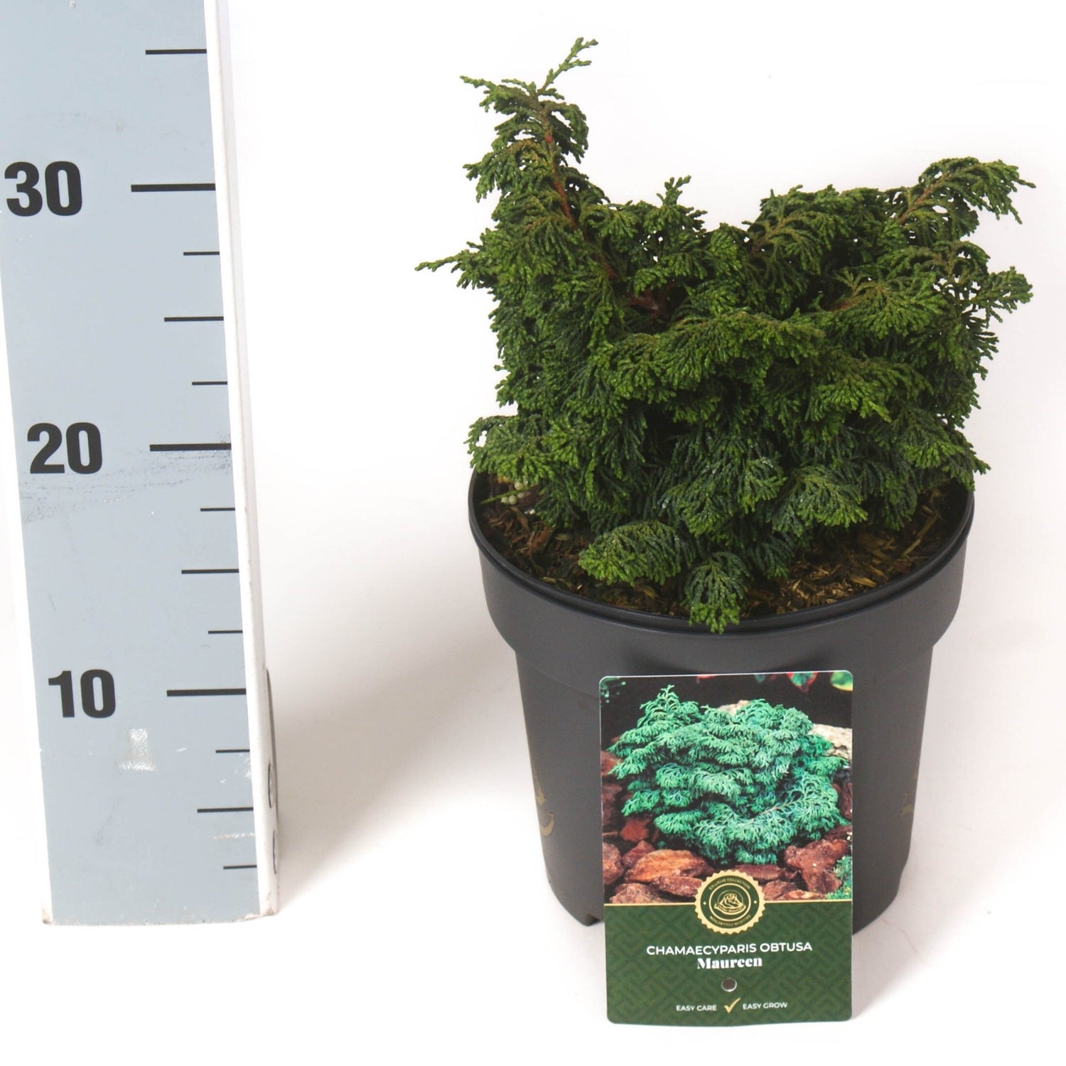Ädelcypress o. &