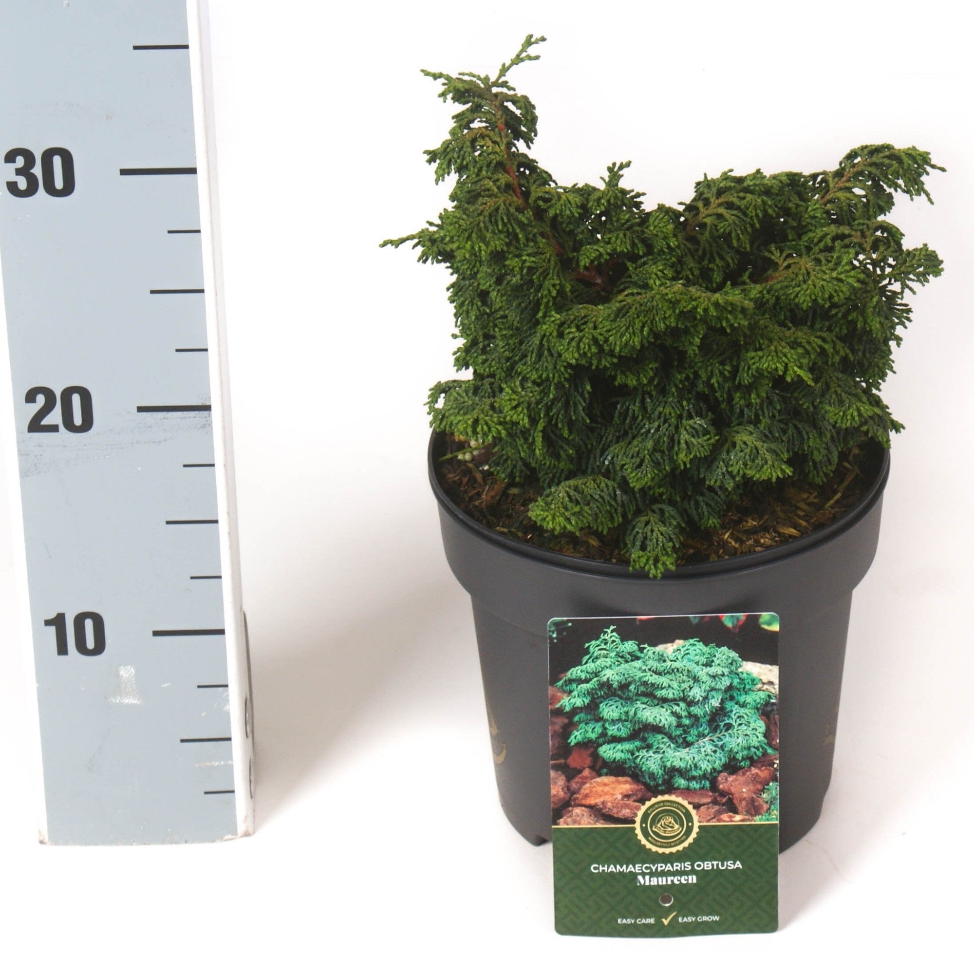 Ädelcypress o. &