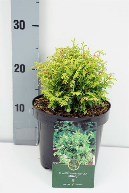 Chamaecyparis o. &
