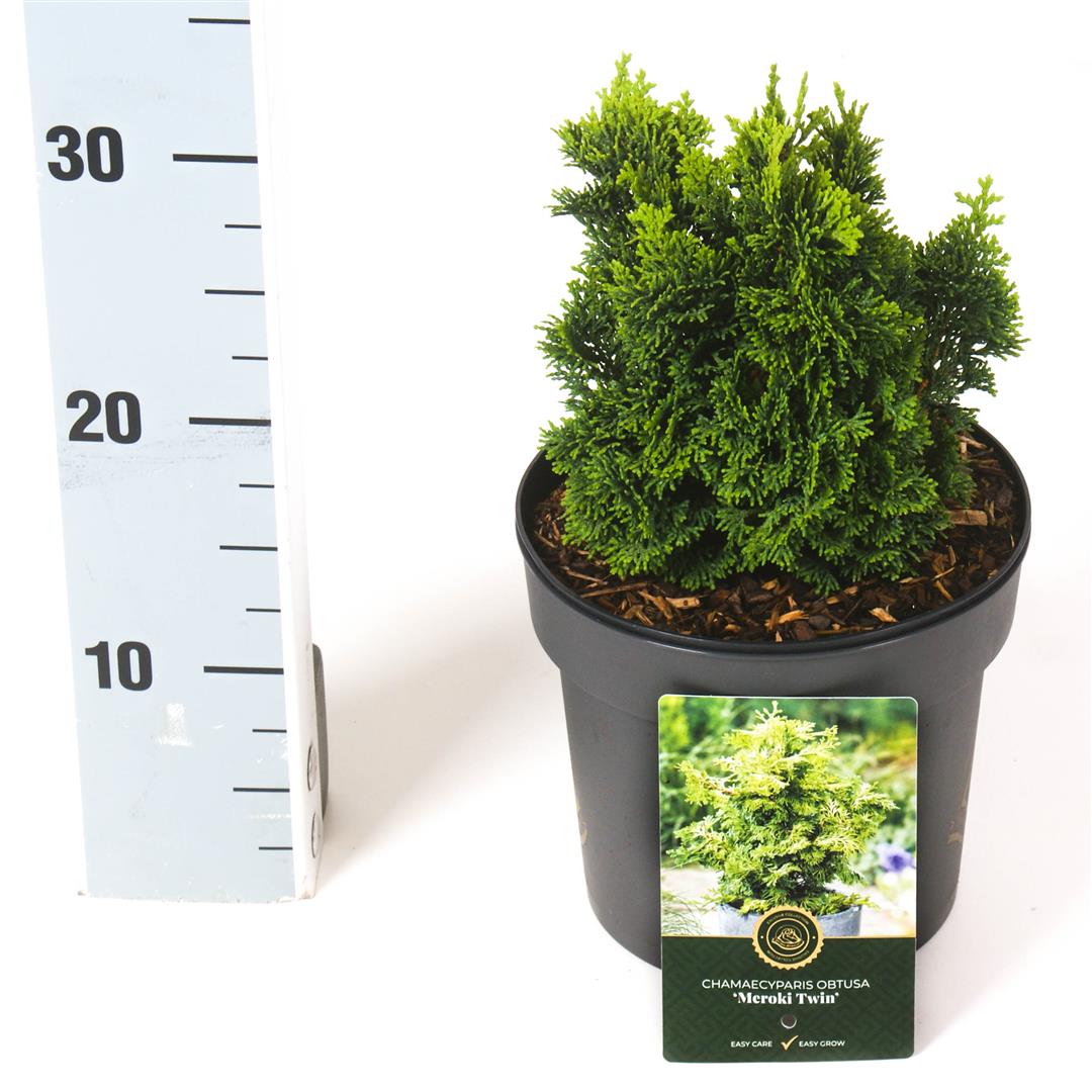 TW-2767979