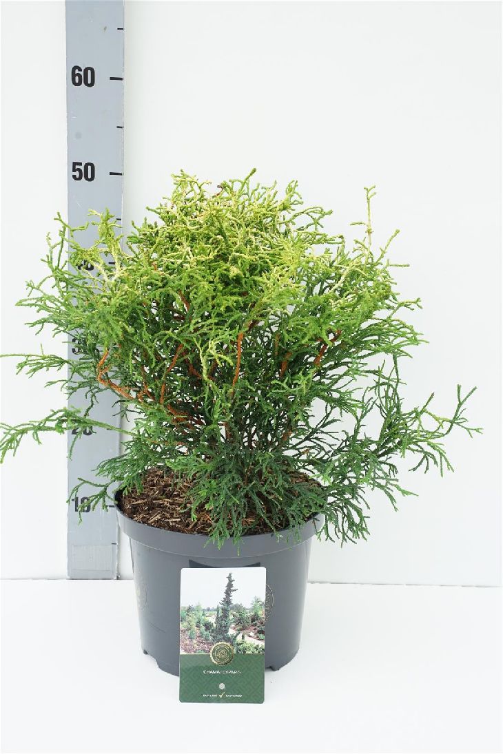 Ädelcypress o. &