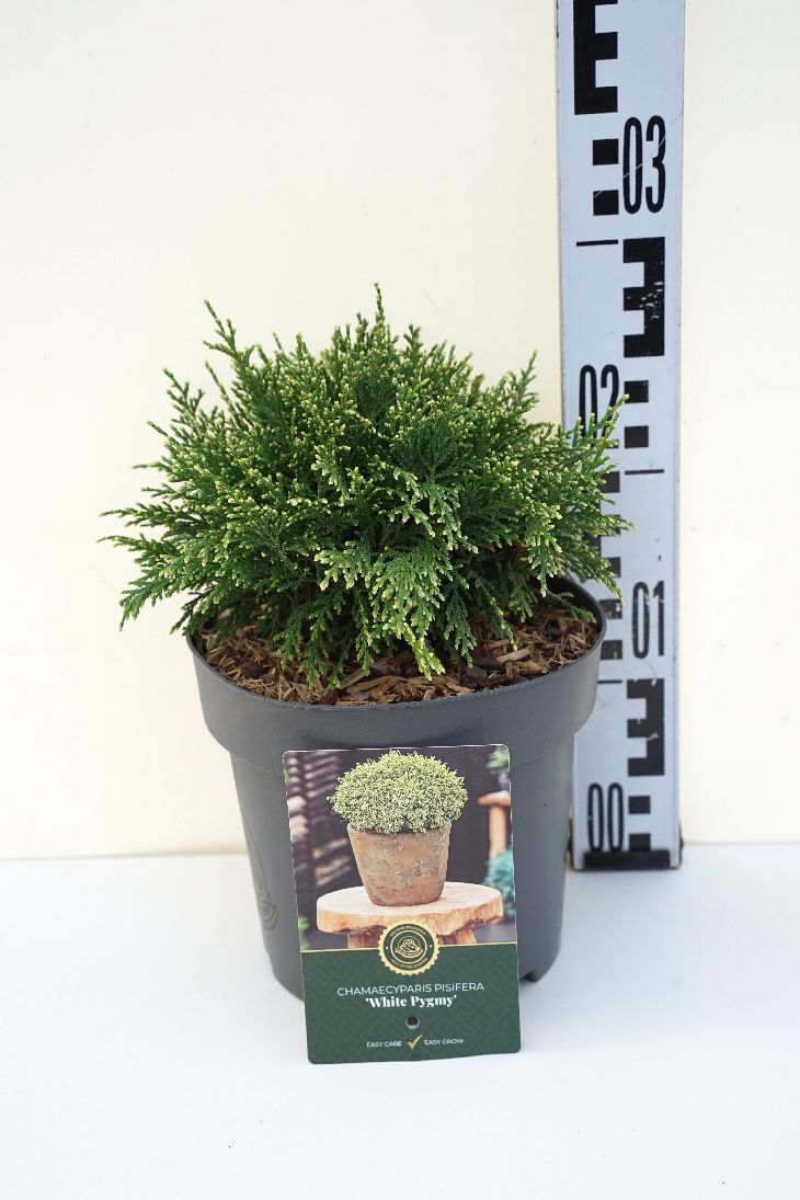 Ädelcypress p. &