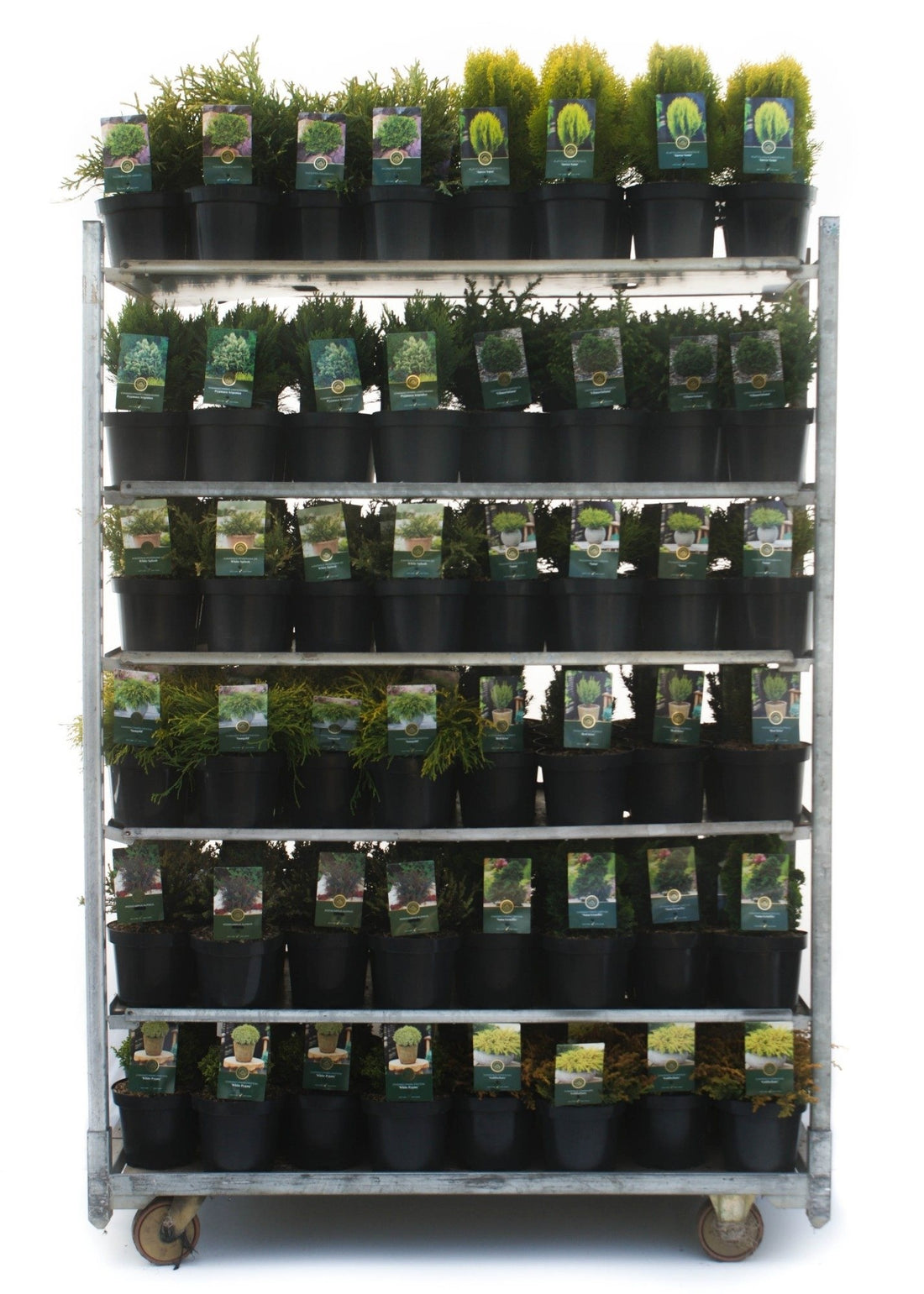 Barrväxter i sorter - C2,5/P18 STANDARD MIX