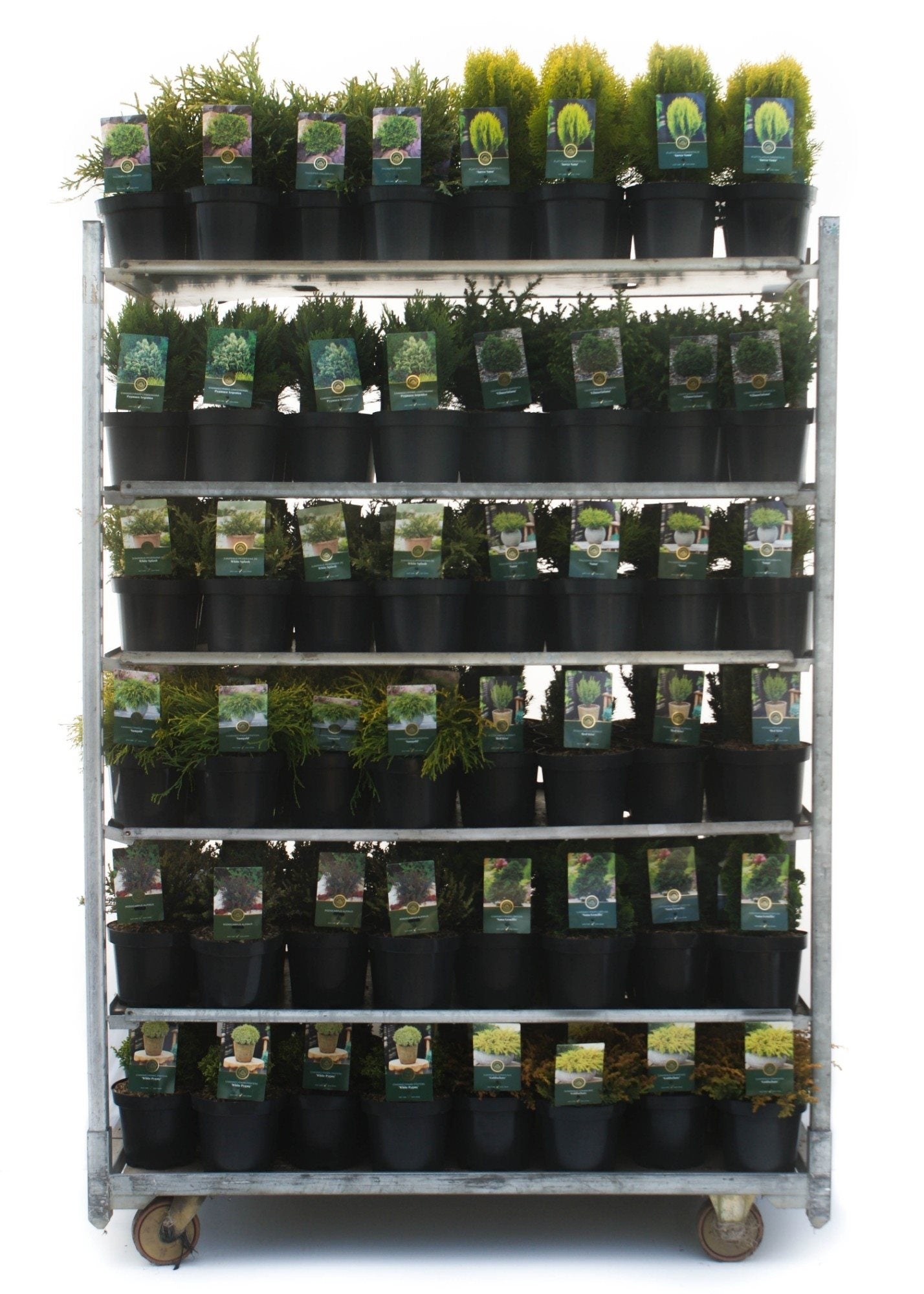 Barrväxter i sorter - C2,5/P18 STANDARD MIX