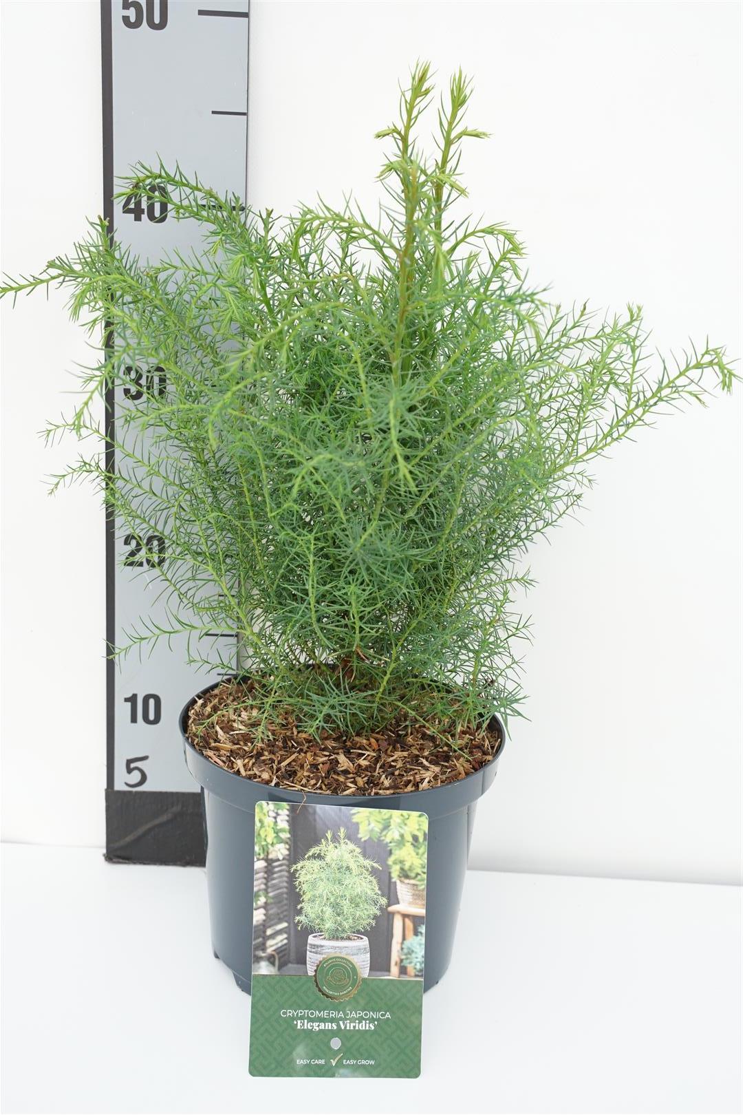 Cryptomeria j. &