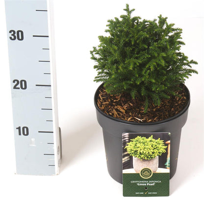 Cryptomeria j. &