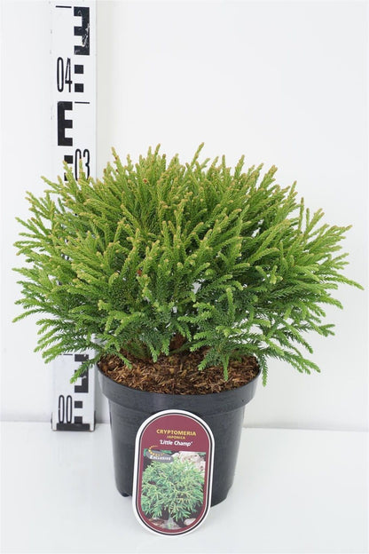 Cryptomeria j. &