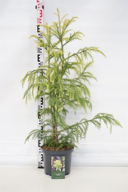 Cryptomeria japonica &