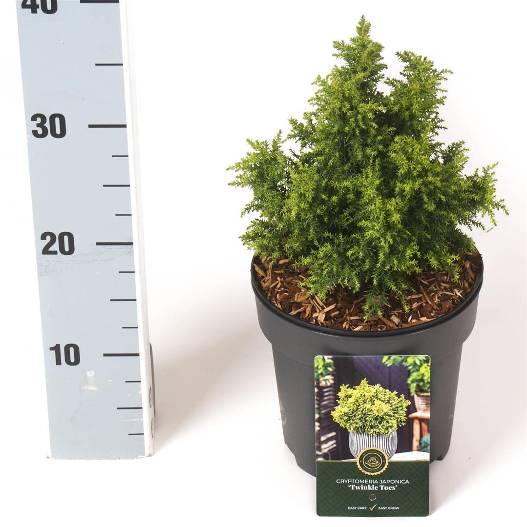 Cryptomeria japonica &