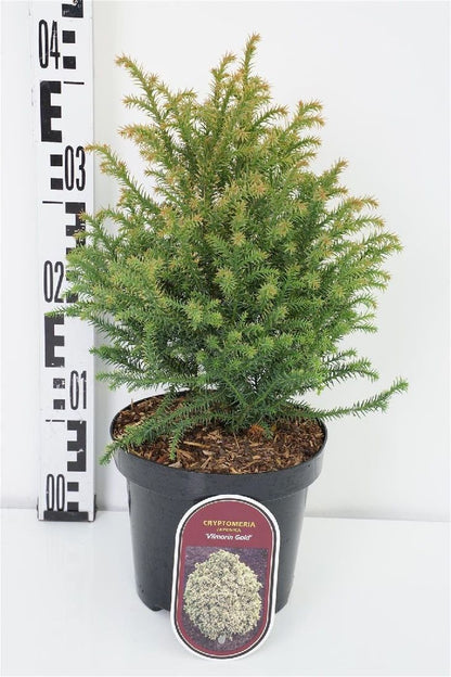 Cryptomeria japonica &