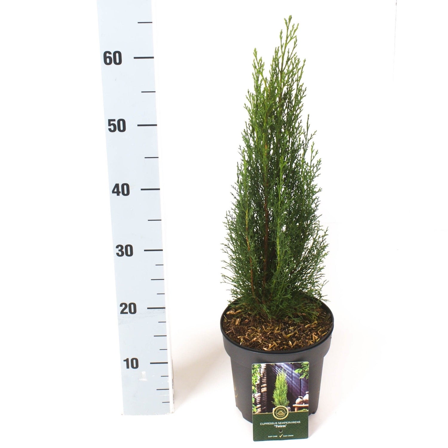 Cypress semp. &