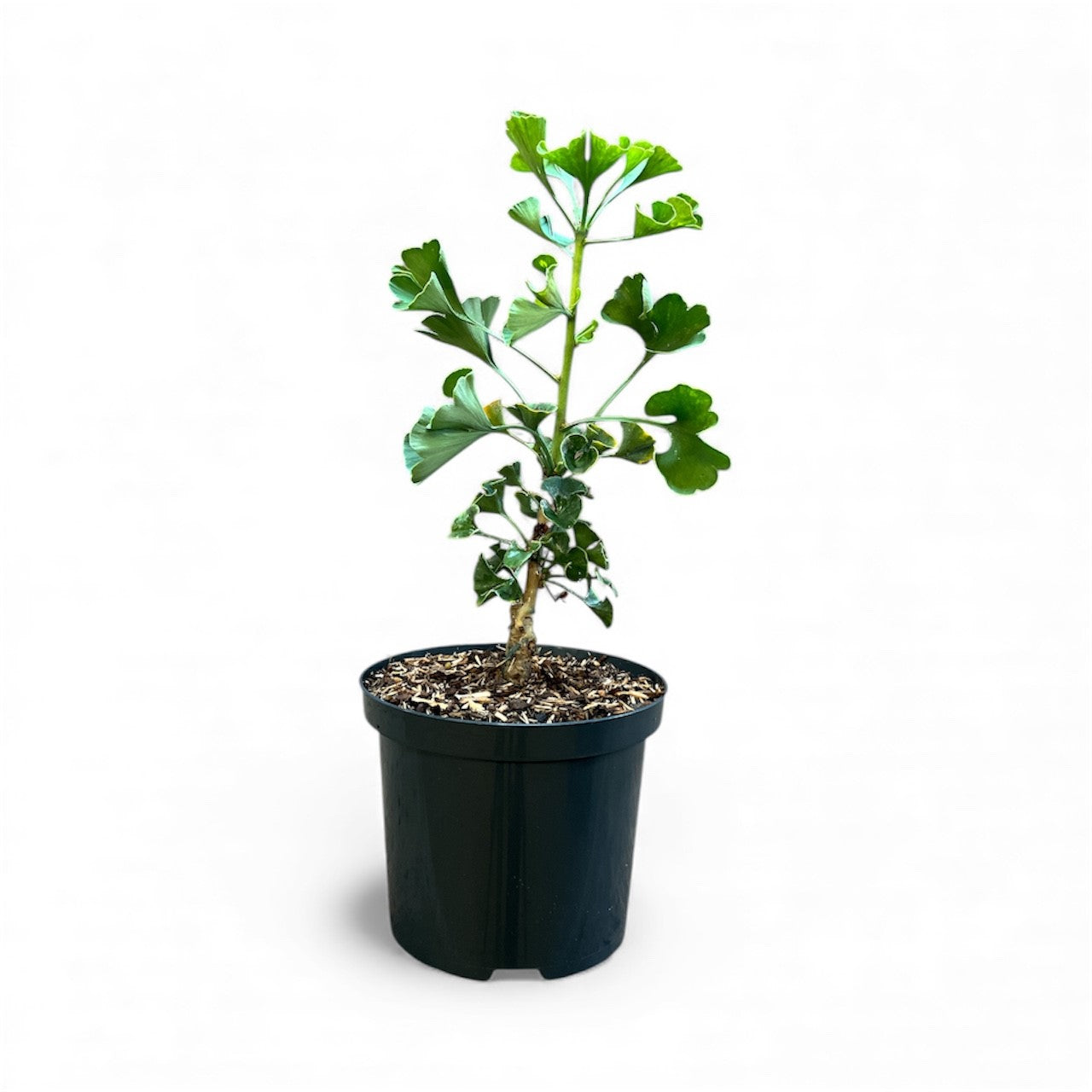 Ginkgo bil. &
