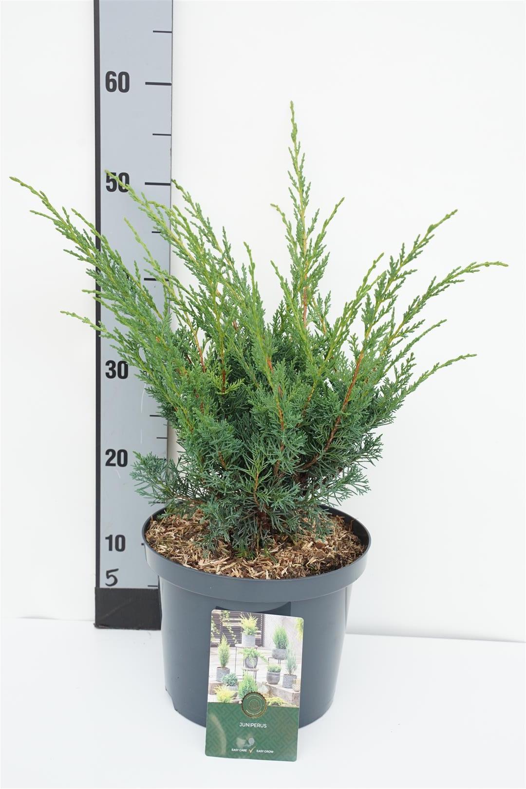 Juniperus chin. &