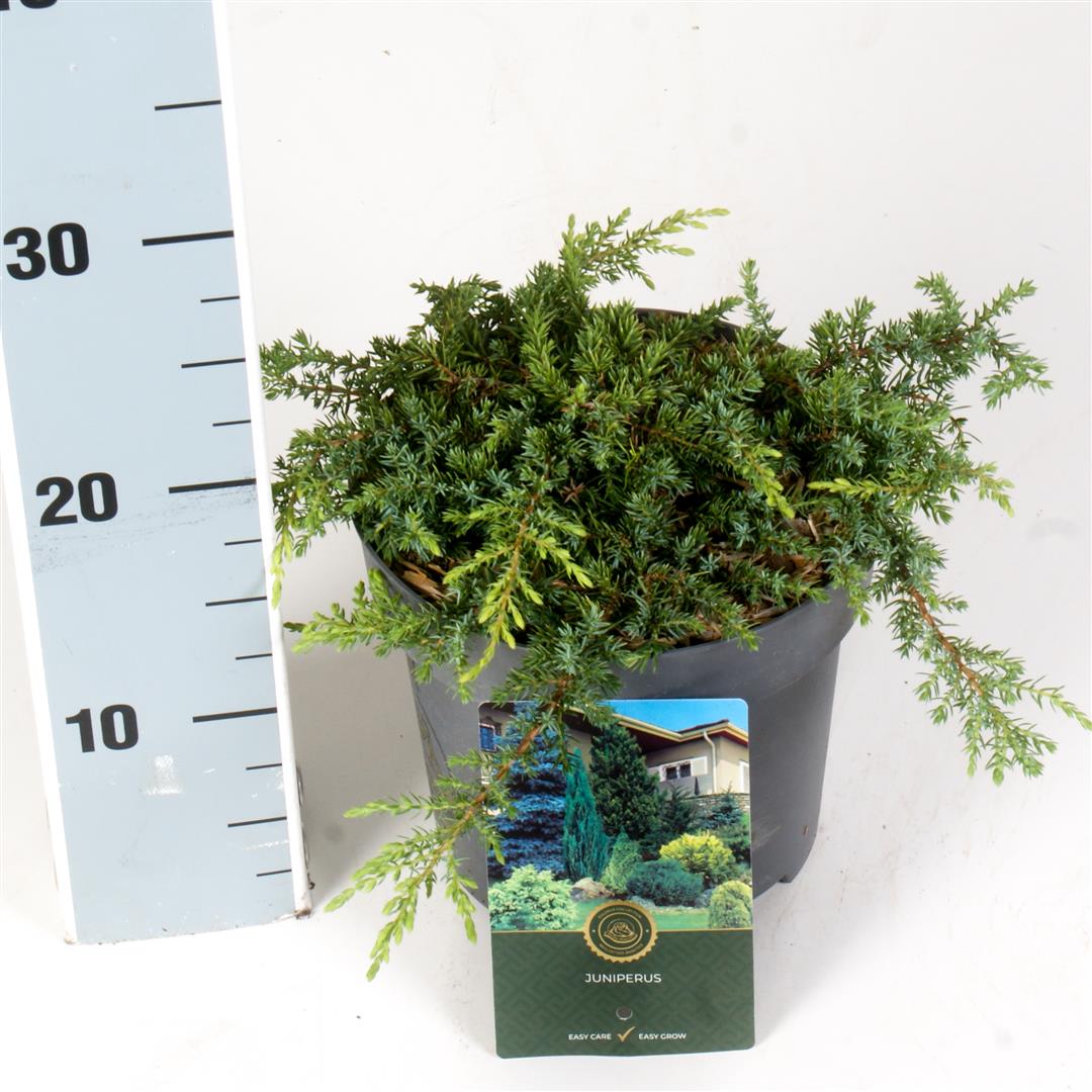 Juniperus comm. &