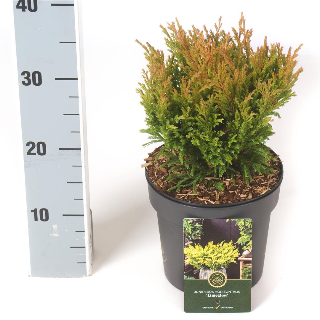 Juniperus hor. &