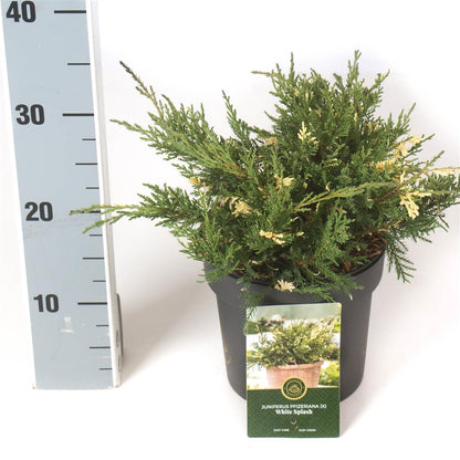 Juniperus pf. &