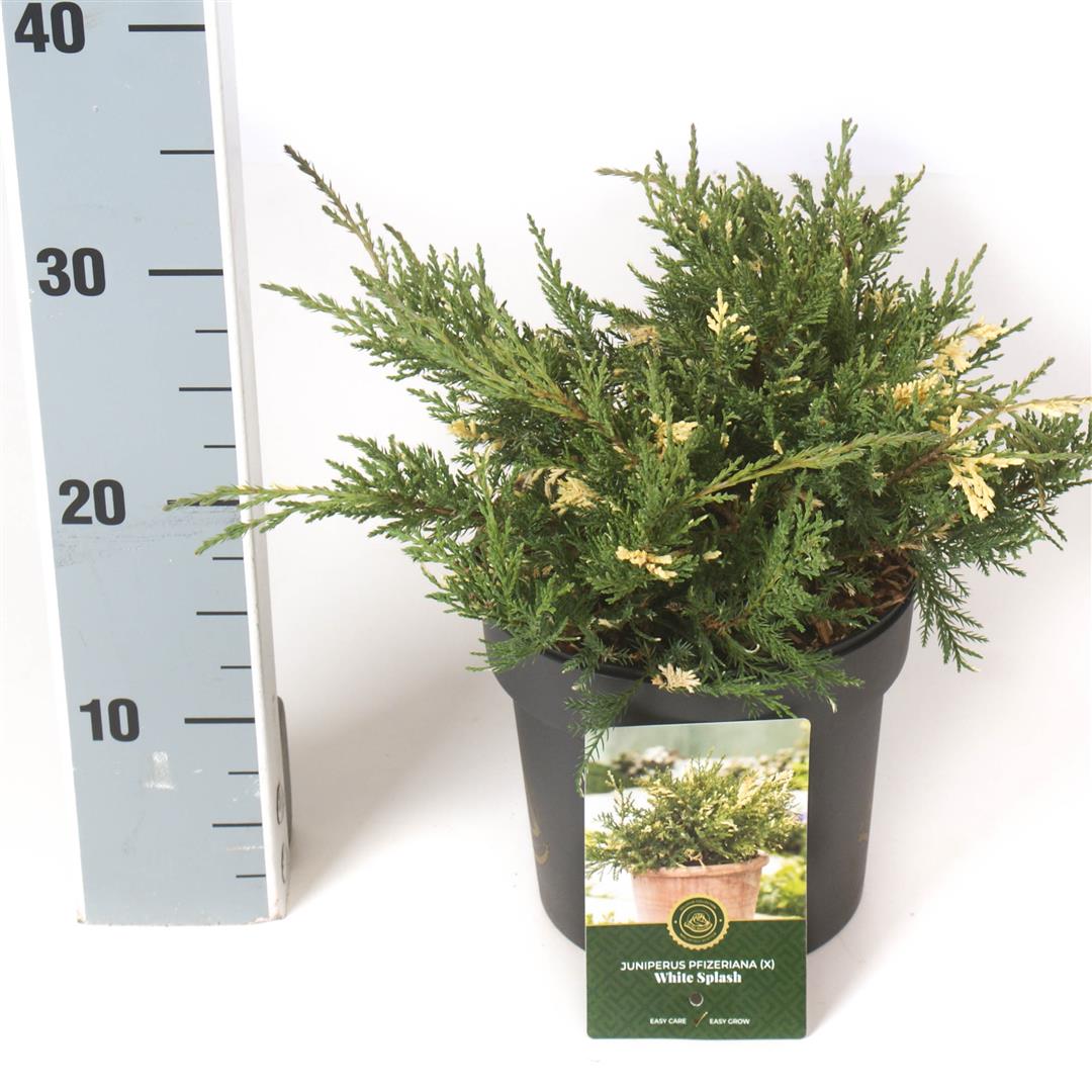 Juniperus pf. &