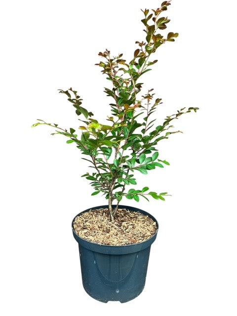 Lagerstroemia i. &
