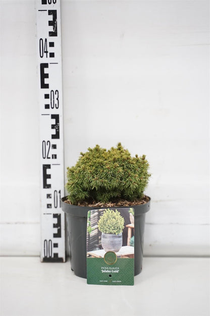 Picea glauca &
