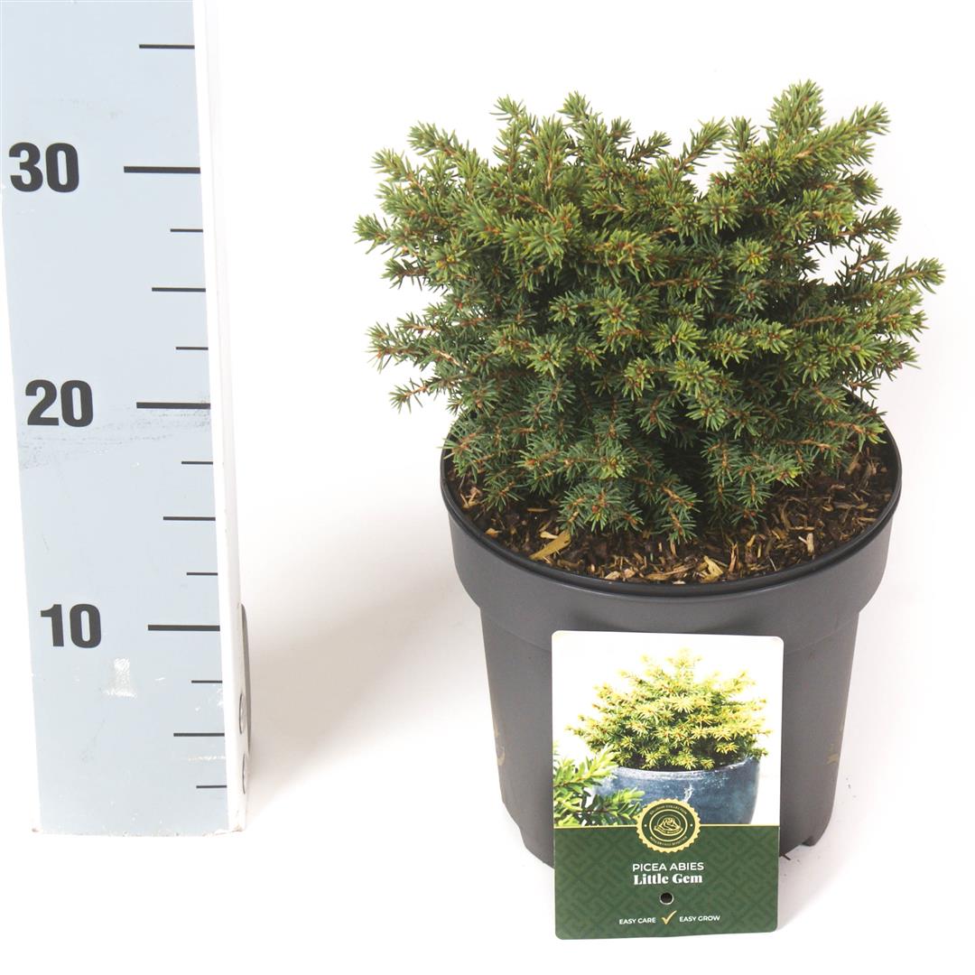 Picea abies &