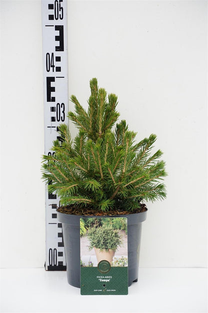 Picea abies &