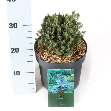 Picea gl. 'Blue Planet'