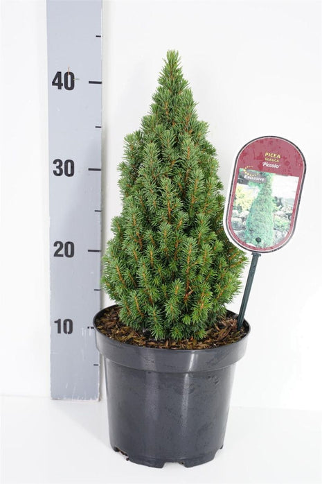 Picea gl. 'Piccolo'