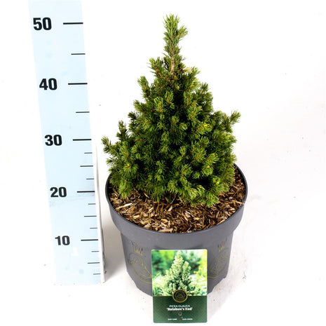 Picea gl. "Sateenkaaren loppu"