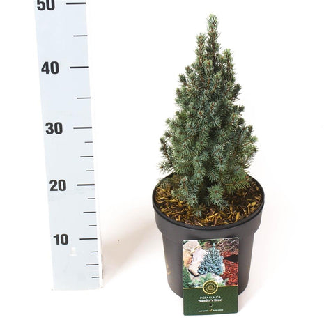 Picea gl. "Sander's Blue"