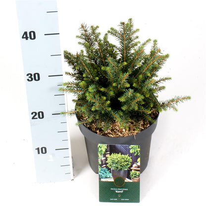 Picea omorika &
