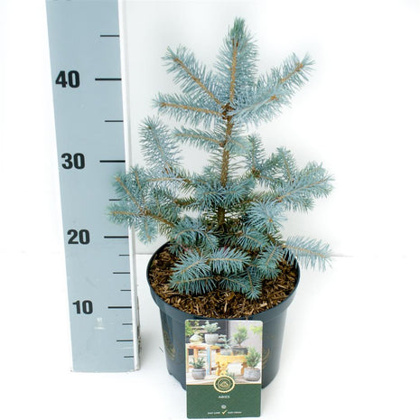 Picea pungens 'Blue Diamond'