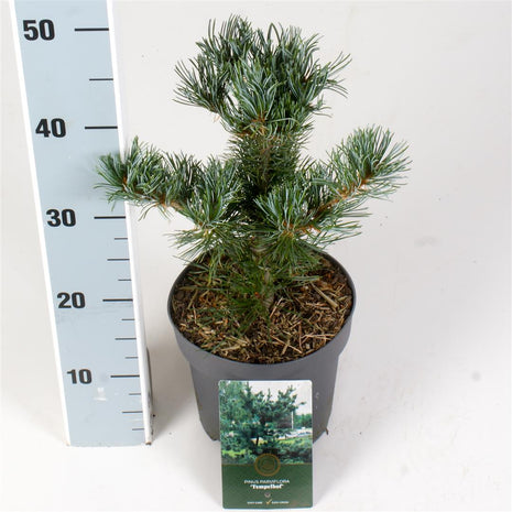 Pinus parv. "Temppeli tuomioistuin"