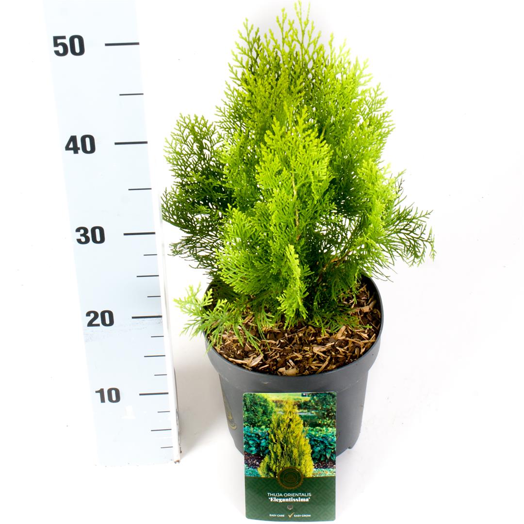 Platycladus orientalis &