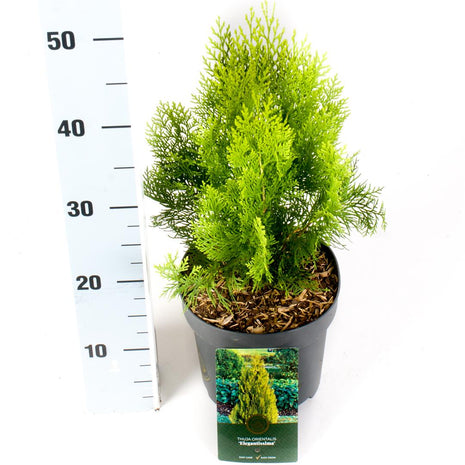 Platycladus or. 'Elegantissima' (Thuja)