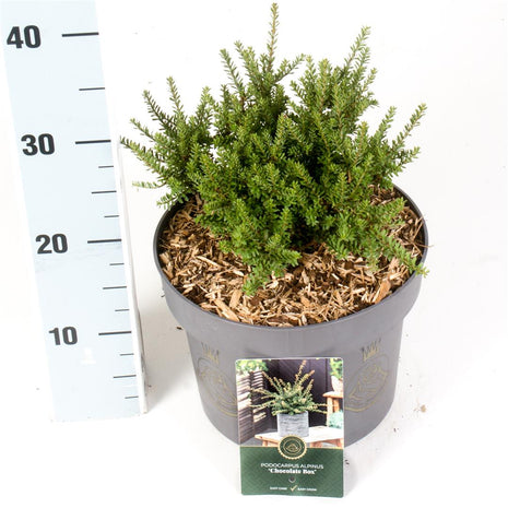 Podocarpus alp. 'Chocklat Box'