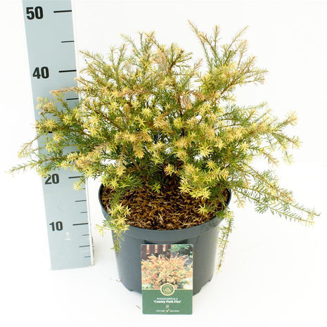 Podocarpus alp. "County Park Fire"