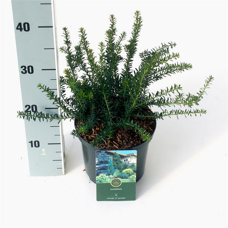 Podocarpus lawrencei "Blue Gem"